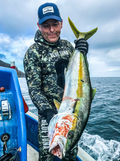 Into the Abyss: Spearfishing Yellowtail Amidst Seal Colony