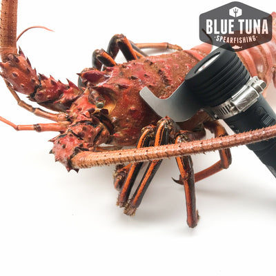 Mutiny Dive Co. lobster gauge - Blue Tuna Spearfishing Co