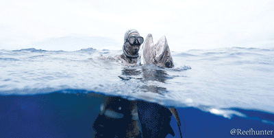 Riffe Nekton Mask - Blue Tuna Spearfishing Co