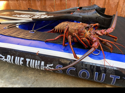Lobster Season