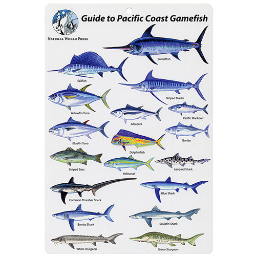 PACIFIC GAMEFISH - Blue Tuna Spearfishing Co