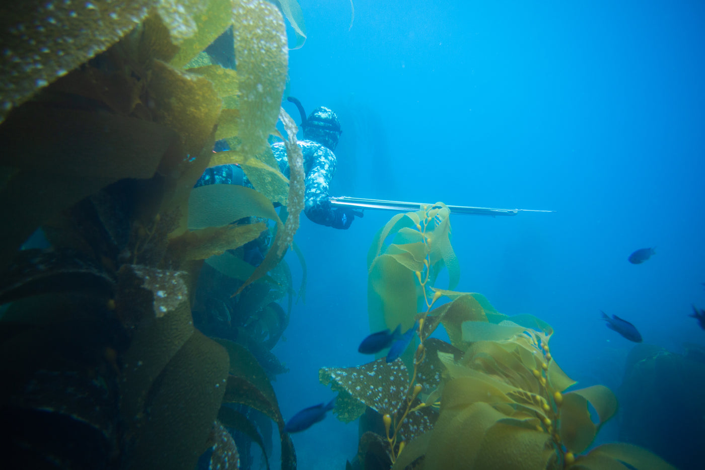 3D Reef Green Camo Wetsuit underwater hunt