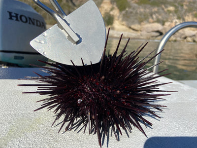 BTS Urchin Opener Tool - Blue Tuna Spearfishing Co